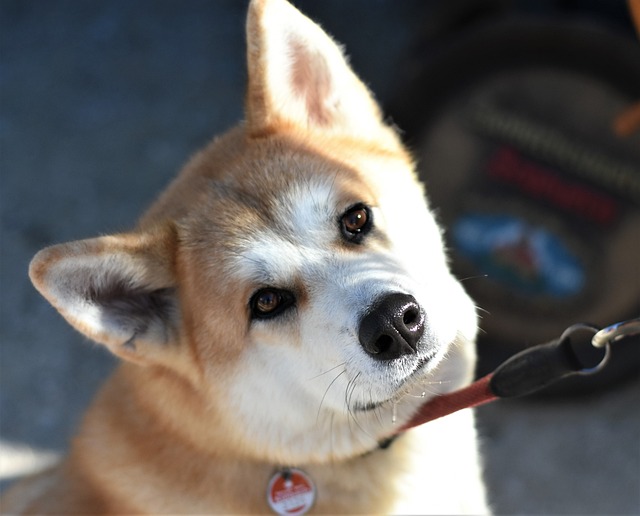 Akita inu