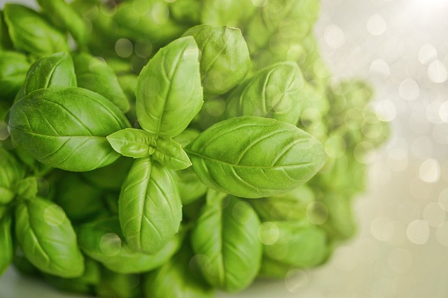 Kratom je léčivá bylina.
